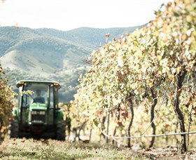 Logan Wines - Accommodation Asia 5