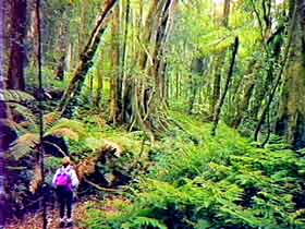 Bunya Mountains National Park - Accommodation Guide 1