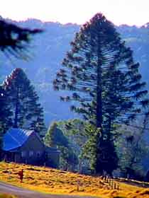 Bunya Mountains National Park - Accommodation Guide 0