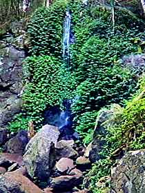 Bunya Mountains National Park - Accommodation Guide 2