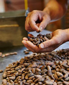Bright Chocolate - Accommodation Asia 3