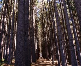 Sugarpine Walk - Accommodation Guide 2