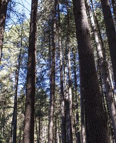 Sugarpine Walk - Accommodation Guide 1