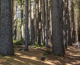 Sugarpine Walk - Accommodation Guide 0
