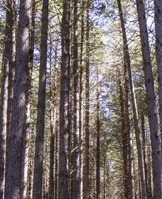 Sugarpine Walk - Accommodation Guide 3