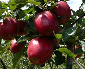 Wilgro Orchards - Accommodation Guide 3
