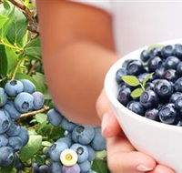 Jolly Berries - Accommodation Guide