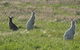 Panorama Garden Estate - thumb 1