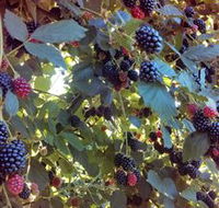 Gunnadoo Berries - Accommodation Asia