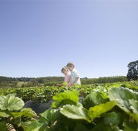 Sunny Ridge Strawberry Farm - Accommodation Asia