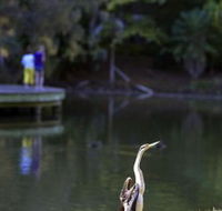Birdwatching in the South Burnett - Accommodation Guide