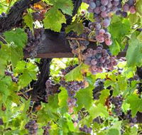  Murrumbateman Winery Company Pty Ltd  - Accommodation Asia