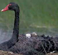 French Island Marine National Park - Accommodation Asia