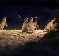 Phillip Island Nature Parks - Accommodation China