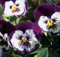 Newtown Park State Rose Garden - Accommodation Guide