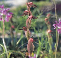 Carnamah-Eneabba Wildflower Drive - Accommodation Asia