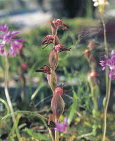 Carnamah-Eneabba Wildflower Drive - Accommodation Asia 0
