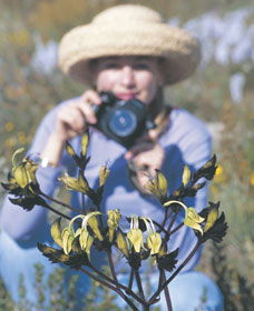 Carnamah-Eneabba Wildflower Drive - Accommodation Asia 1