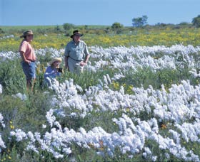 Carnamah-Eneabba Wildflower Drive - Accommodation Asia 2