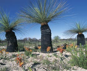 Carnamah-Eneabba Wildflower Drive - Accommodation Asia 3