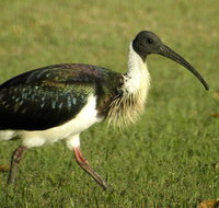 Toowoomba Water Bird Habitat - Accommodation Asia