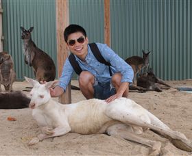 Maru Koala And Animal Park - Accommodation Asia 2