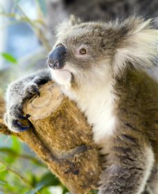 Maru Koala And Animal Park - Accommodation Asia 1