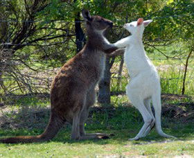 Maru Koala And Animal Park - Accommodation Asia 5