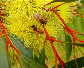 Ungulla Country Garden - Accommodation Guide 6