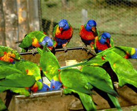 Canberra Walk In Aviary - Accommodation Asia 1