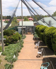 Canberra Walk In Aviary - Accommodation Asia 3