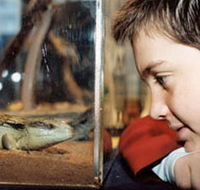 Canberra Reptile Zoo - Accommodation Asia
