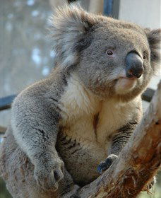 National Zoo & Aquarium - Accommodation Asia 5