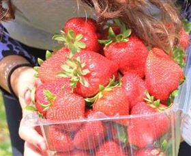 Mia Cucina Walking Food Tours - Accommodation Asia 5