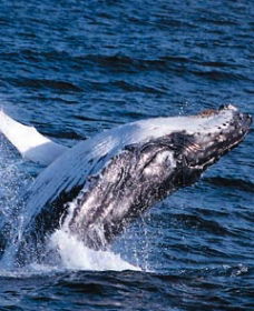 Sydney Eco Whale Watching - Accommodation Asia 0