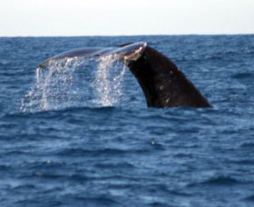 Sydney Eco Whale Watching - Accommodation Asia 1