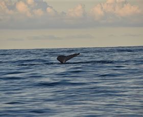 Sydney Eco Whale Watching - Accommodation Asia 2