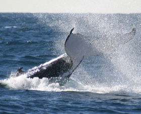 Sydney Eco Whale Watching - Accommodation Asia 3