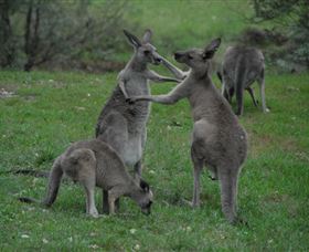 Sydney Private Guided Tours - Accommodation Asia 3