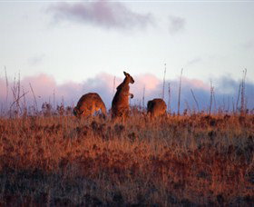 Dingo Tours - Accommodation China 0