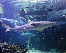 SEA LIFE Sydney Aquarium