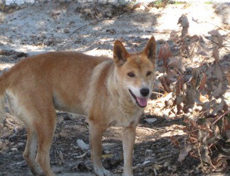 Cohunu Koala Park - Accommodation China 0