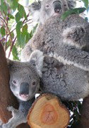 Cohunu Koala Park - Accommodation China 1