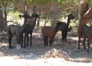 Cohunu Koala Park - Accommodation China 2