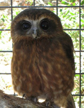 Cohunu Koala Park - Accommodation China 3