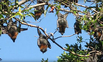 Blackbutt Reserve - Accommodation China 1