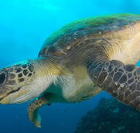 Byron Bay Dive Centre - Accommodation Guide