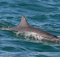 Byron Bay Dolphin Wildlife Tours - Accommodation Guide