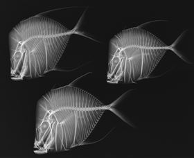 X-Ray Vision: Fish Inside Out - Accommodation Guide 0