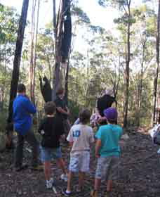 Boronia Tours - Accommodation Asia 1